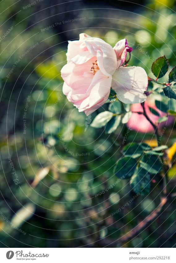 It smells like spring at night Environment Nature Plant Spring Beautiful weather Flower Rose Fragrance Natural Green Pink Colour photo Exterior shot Deserted