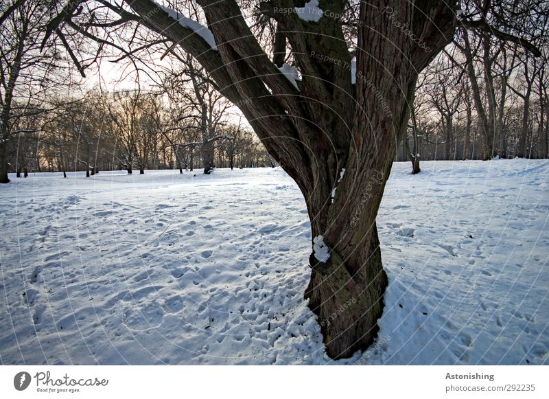 ramified Environment Nature Landscape Plant Air Sky Horizon Sun Winter Weather Beautiful weather Ice Frost Snow Tree Park Meadow Forest Wood Stand Blue Brown