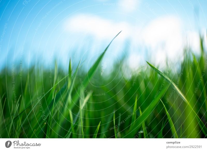 Juicy green meadow blue sky in spring Healthy Alternative medicine Wellness Relaxation Vacation & Travel Summer Environment Nature Landscape Sky Sun Climate