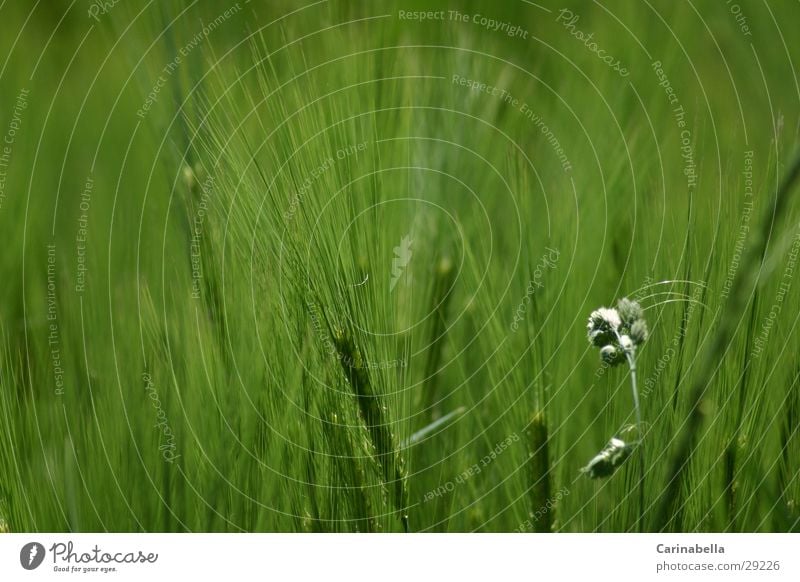 barley Barley Green Ear of corn Field Grain