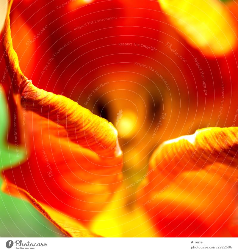 allure Plant Spring Tulip Blossom Garden Blossoming Illuminate Esthetic Eroticism Natural Beautiful Yellow Orange Red Spring fever Romance Desire Nature