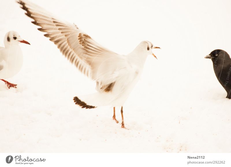 black & white Environment Nature Animal Earth Winter Ice Frost Snow Meadow Bird Animal face Wing 3 Fight Aggression White Seagull Gull birds Jackdaw Black