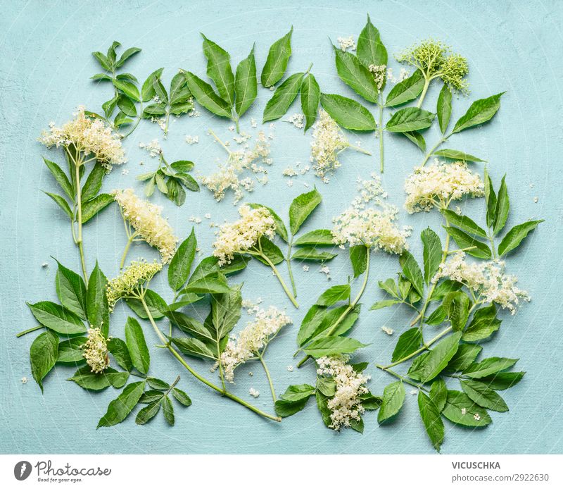 Elderflowers branches with leaves on light blue background, top view. Blossom of elder. Flat lay elder flowers blossom flat lay overhead above white natural
