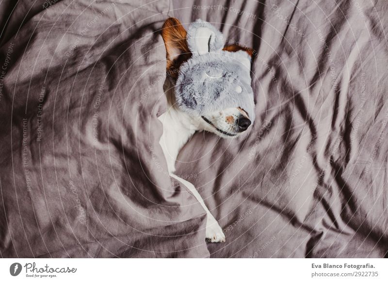 cute small dog lying on bed and wearing a sleeping mask Lifestyle Relaxation Summer Flat (apartment) House (Residential Structure) Bed Bedroom Animal Autumn Pet