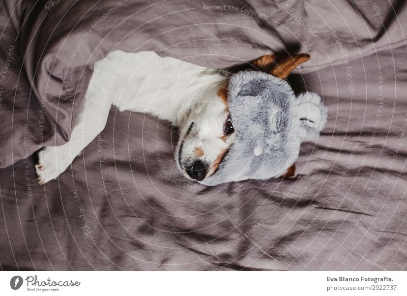 cute small dog lying on bed and wearing a sleeping mask Lifestyle Relaxation Summer Flat (apartment) House (Residential Structure) Bed Bedroom Animal Autumn Pet