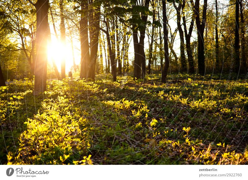 Sunset at the islanders Park Back-light Branch Tree Leaf Relaxation Vacation & Travel Grass Sky Heaven Background picture Light Deserted Nature Plant Calm