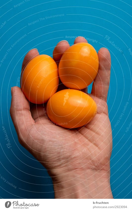 Three Easter eggs in your hand Food Organic produce Healthy Eating Feasts & Celebrations Man Adults Hand Fingers Select Touch To hold on Fresh Blue Orange 3