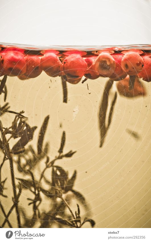 oil bath Herbs and spices Cooking oil Swimming & Bathing Fluid Gold Red Pepper Rosemary Subdued colour Studio shot Macro (Extreme close-up) Deserted