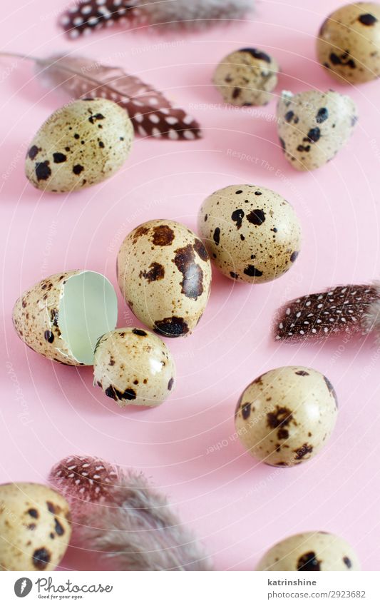 Quail eggs on a pastel pink background Easter Fresh Natural Pink quail Raw Egg Feather light pink food healthy holiday Ingredients Organic spring Spotted