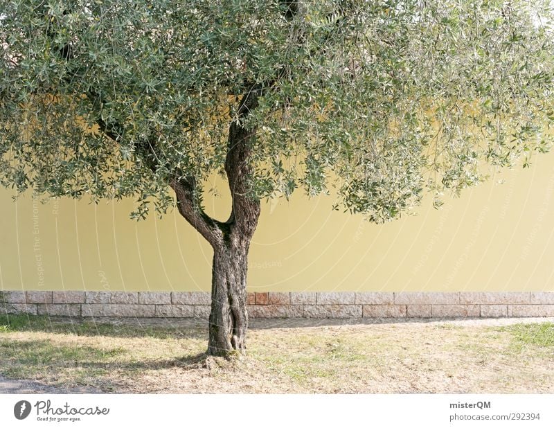 Yellow Tree. Art Esthetic Olive tree Green Leaf Tree trunk Olive leaf Wall (barrier) Mediterranean Italy Colour photo Subdued colour Exterior shot Detail