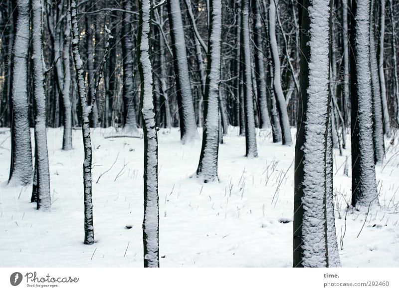 hibernation Environment Nature Winter Climate Snow Plant Tree Forest Edge of the forest Branch Beech wood Beech tree Elegant Together Large Cold Long Serene