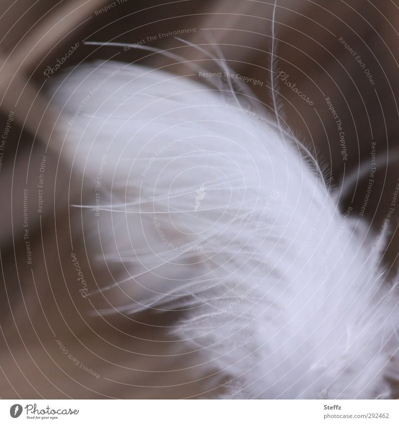 very delicate feather Feather gossamer light as a feather Grand piano White Delicate Easy Soft Smooth Disheveled Fine Small Ease Pennate Fuzz feathers Fleeting