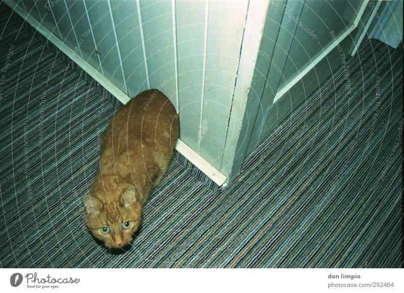 through the wall Room Pet Cat 1 Animal Discover Looking Exceptional Sharp-edged Surrealism Divide Irritation Analog Coat color Colour photo Interior shot