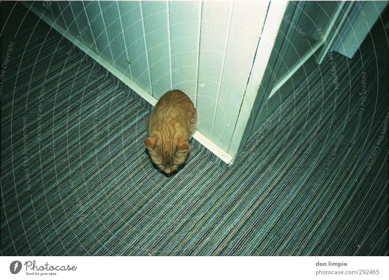 cat comes Room Pet Cat 1 Animal Exceptional Whimsical Irritation Colour photo Interior shot Deserted Flash photo Bird's-eye view Animal portrait