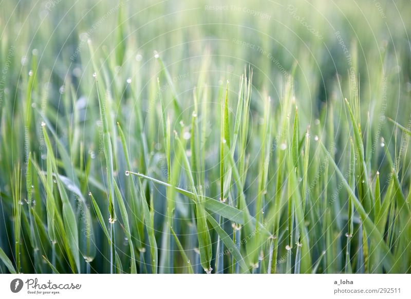 #green #grass Environment Nature Plant Water Drops of water Grass Agricultural crop Meadow Field Line Wet Natural Under Green Pure Growth Grain Colour photo
