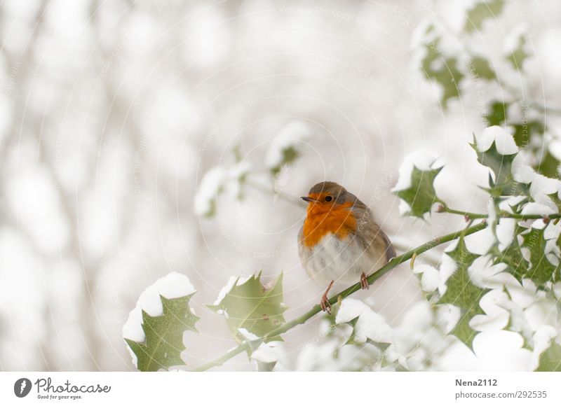 robin Nature Plant Animal Winter Weather Bad weather Ice Frost Snow Bushes Leaf Forest Wild animal Bird 1 Cold Thorny Red White Robin redbreast Holly Ilex