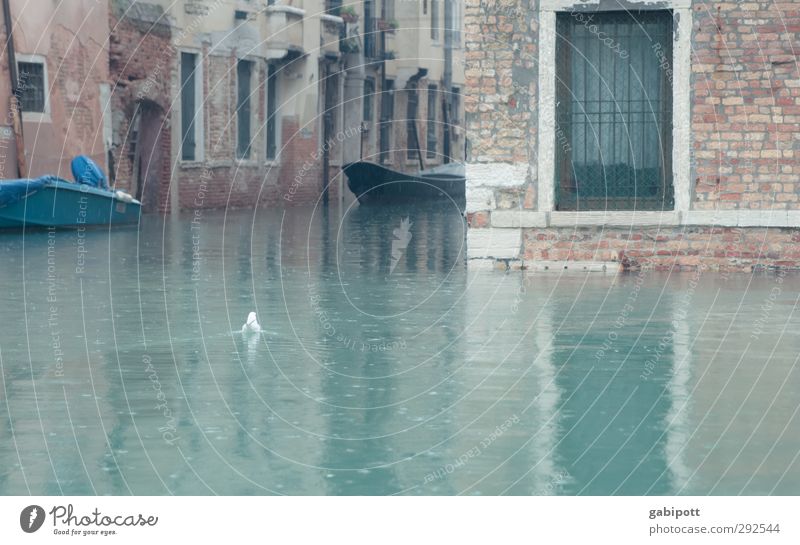 and the rain fell Rain Rain fell Venice Gray Torrents of water Channel Water Deluge Swimming & Bathing Watercraft Wet Cold Colour photo Subdued colour