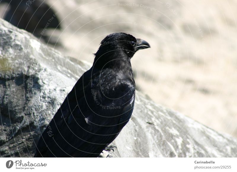 raven Raven birds Black Beak Bird Stone