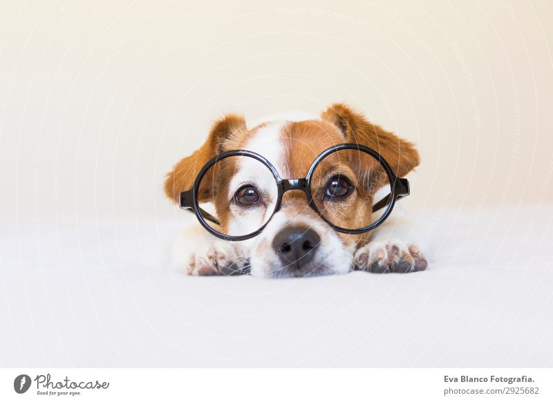 cute small dog sitting on bed and wearing glasses Elegant Joy Beautiful Reading House (Residential Structure) Education Work and employment Profession Office