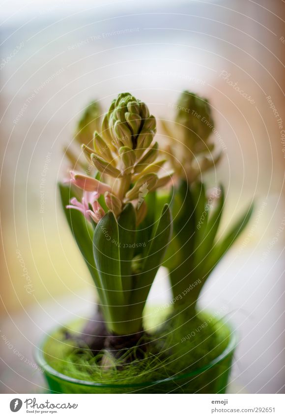 hyacinths Plant Spring Flower Foliage plant Pot plant Natural Green Sprout Hyacinthus Colour photo Interior shot Close-up Deserted Day Shallow depth of field