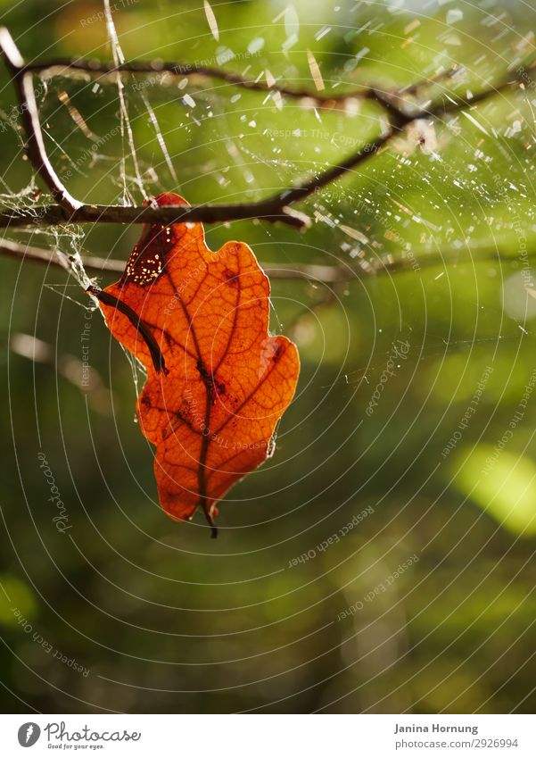 Semi-weathered leaf in autumn forest Nature Plant Animal Autumn Leaf Forest Cobwebby Spider's web Sign Ravages of time Transience End Death Grief twilight years