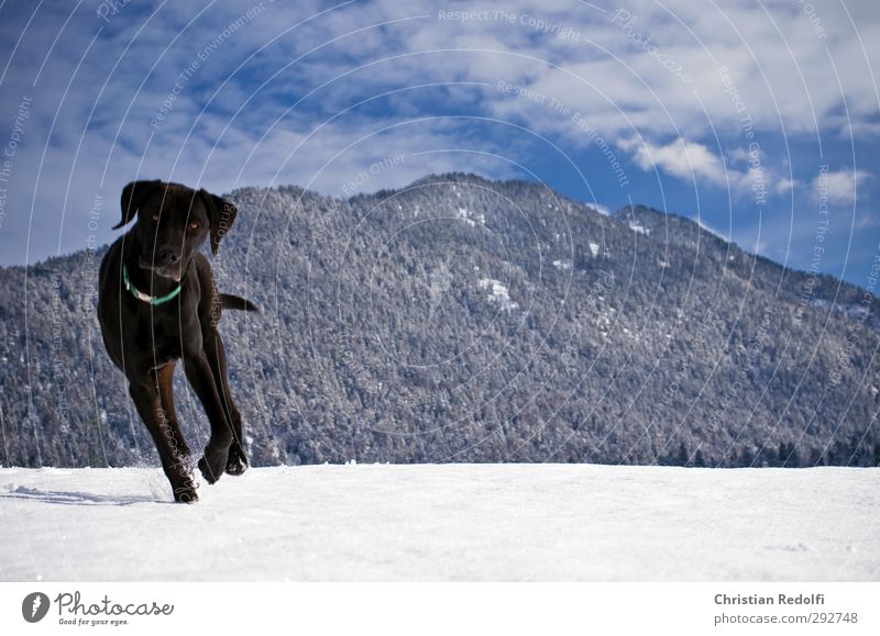 stroll Dog dog owner Exterior shot Snow Snow track Snow mountain Snow cornice Animal training Mountain Landscape Hill mountains snowdog Human being Rear view
