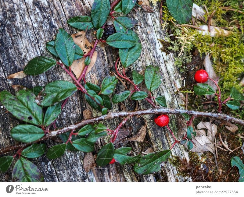 always green Nature Plant Spring Bushes Forest Alps Success Wild Evergreen Pygmy Medlar Red Berries Moss Tendril Wood Survive Winter festival Colour photo