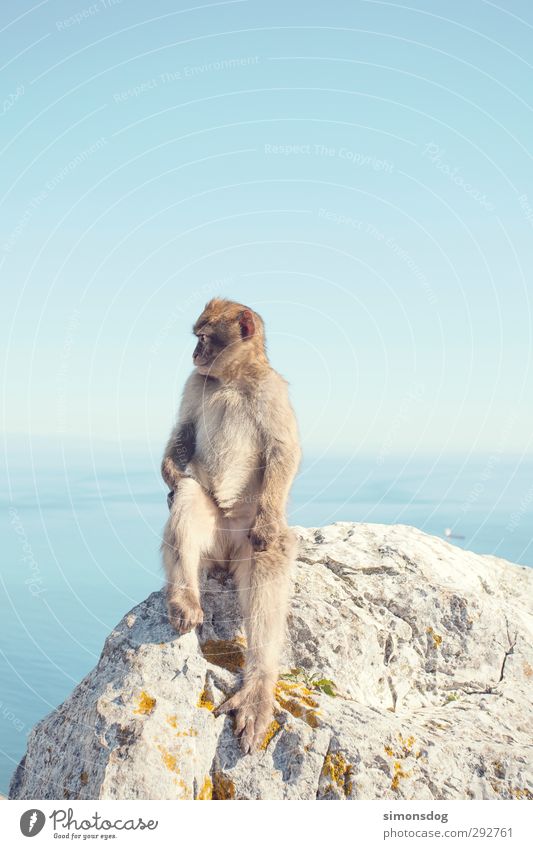 you monkey! Nature Cloudless sky Horizon Beautiful weather Ocean Animal Monkeys 1 Looking Sit Vacation & Travel Animal portrait Apes Mammal Rock Stone
