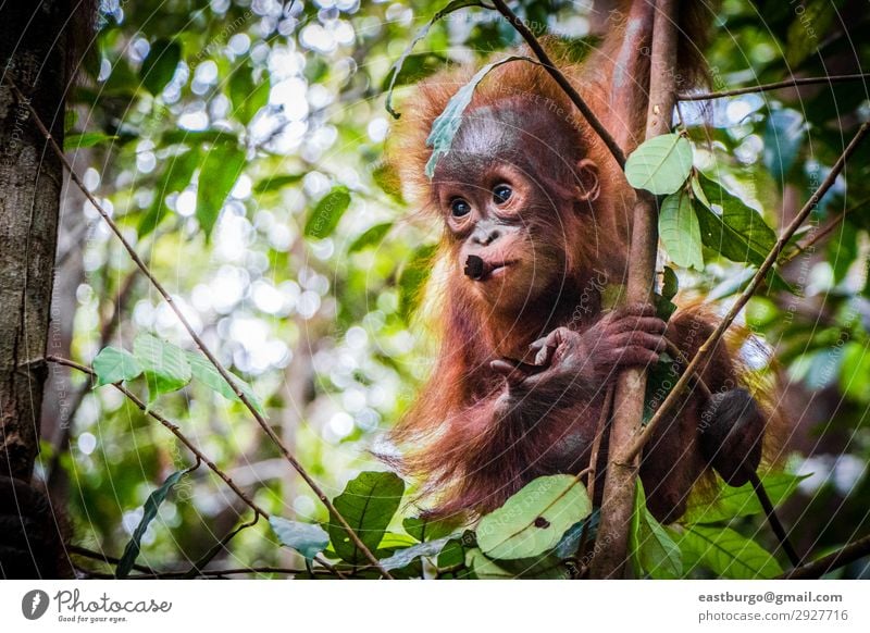 World's cutest baby orangutan hangs in a tree in Borneo Vacation & Travel Child Baby Infancy Nature Animal Tree Park Forest Virgin forest Fur coat Baby animal
