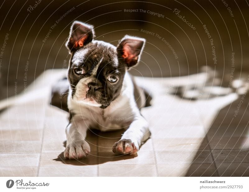 Boston Terrier Puppy Flat (apartment) Animal Pet Dog Animal face French Bulldog 1 Baby animal Relaxation Looking Sadness Wait Happiness Small Natural Curiosity