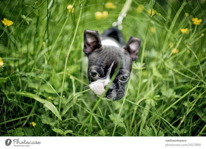 Boston Terrier puppy makes trip... Environment Nature Plant Animal Spring Summer Beautiful weather Flower Grass Foliage plant Park Meadow Pet Dog boston terrier