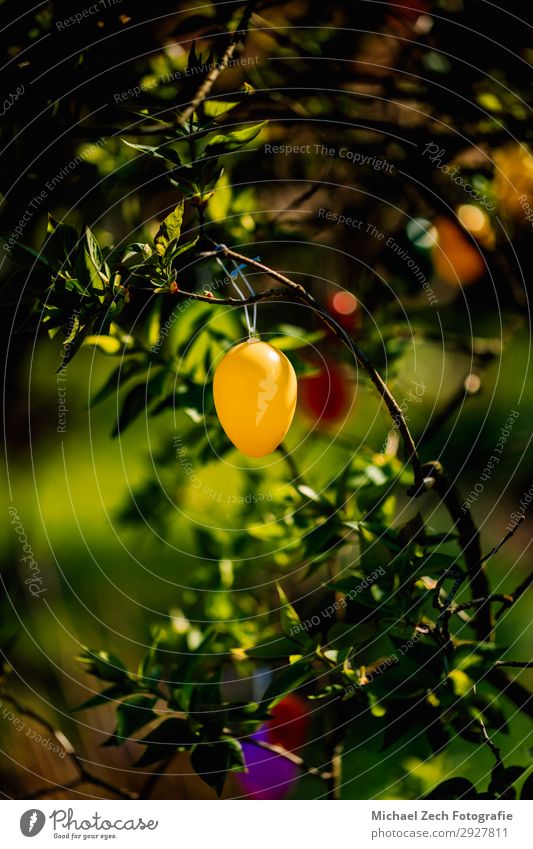 yellow easter egg hanging on a tree in a garden Design Happy Beautiful Hunting Decoration Feasts & Celebrations Easter Art Nature Plant Spring Tree Flower Grass