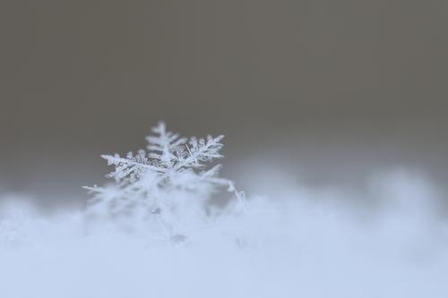 dayflake Environment Nature Weather Snow Snowfall Blue Gray Snowflake Snow crystal Ice Flake Colour photo Exterior shot Close-up Macro (Extreme close-up)