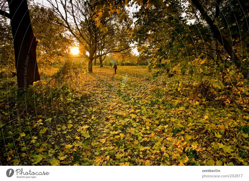 Sunset in autumn Garden Woman Adults 1 Human being 45 - 60 years Environment Nature Landscape Autumn Weather Beautiful weather Wild plant Park Meadow Forest Joy