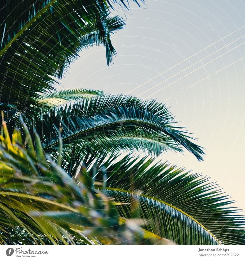 Corsica XXI Far-off places Summer Environment Nature Beautiful weather Plant Tree Esthetic Palm tree Green Sky Square Palm frond Leaf canopy South Colour photo