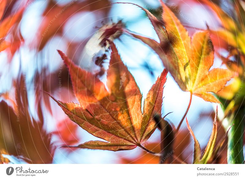 Windy, the red maple leaves move in the wind Nature Plant Sky Spring Beautiful weather Tree Leaf Norway maple Maple leaf Garden Park Movement pretty Green