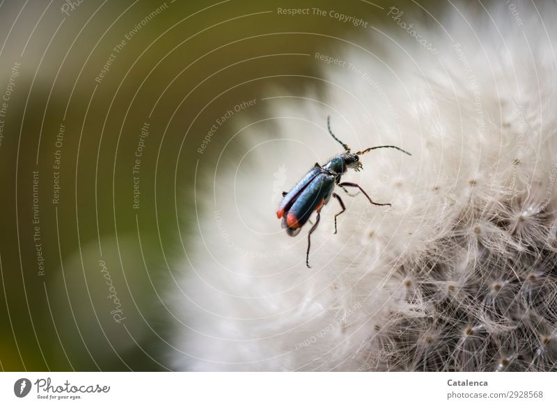 Two-spotted summit beetle on a dandelion Spring Plant Flower Wild plant Dandelion Garden Meadow Field Wild animal Beetle Insect 1 Animal Crawl pretty Small Blue