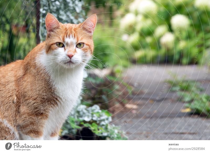 cat's eye Nature Spring Summer Garden Park Animal Pet Cat Animal face 1 Observe Looking Soft Green Red White Looking into the camera Cat eyes Domestic cat