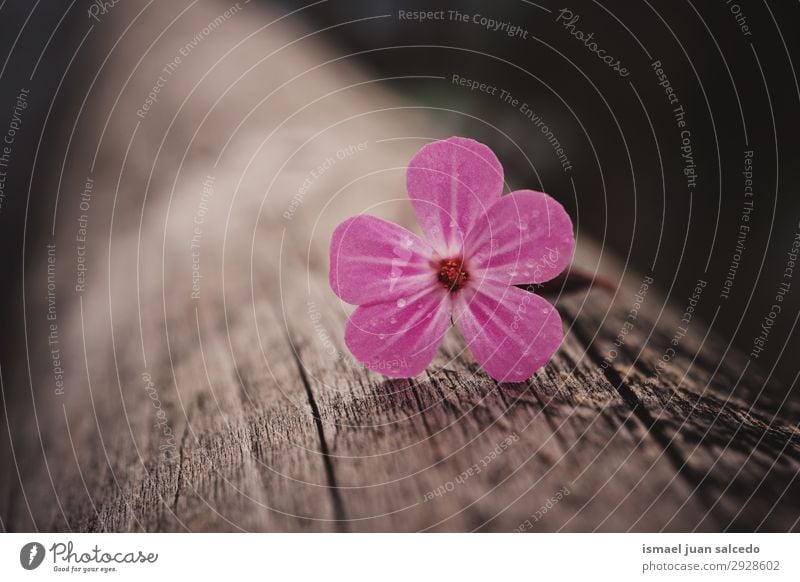 pink flower plant in on the trunk in springtime Flower Pink Blossom leave Plant Garden Floral Nature Decoration Romance Beauty Photography Fragile