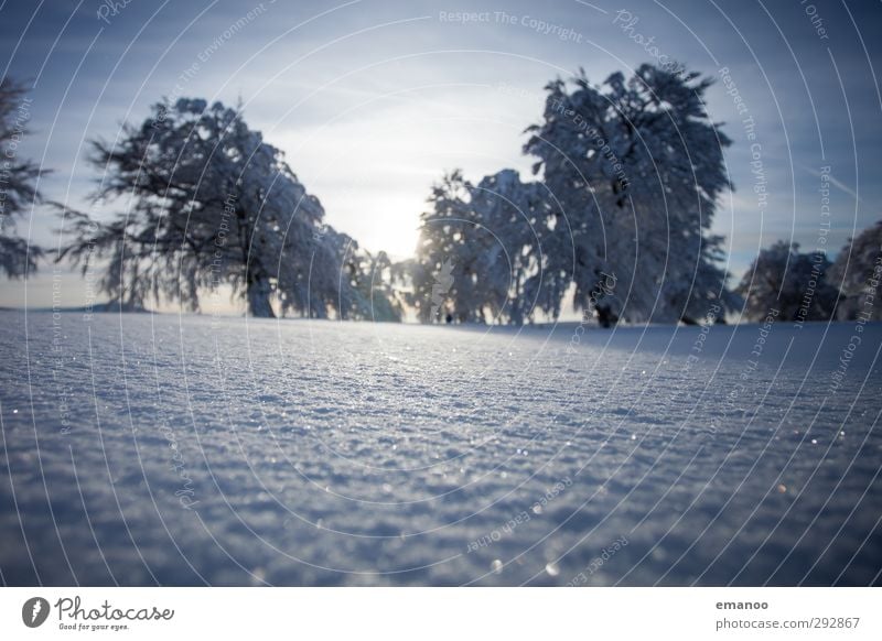 Winter weather beeches Vacation & Travel Tourism Snow Winter vacation Mountain Hiking Environment Nature Landscape Plant Sky Sun Climate Weather Ice Frost Tree