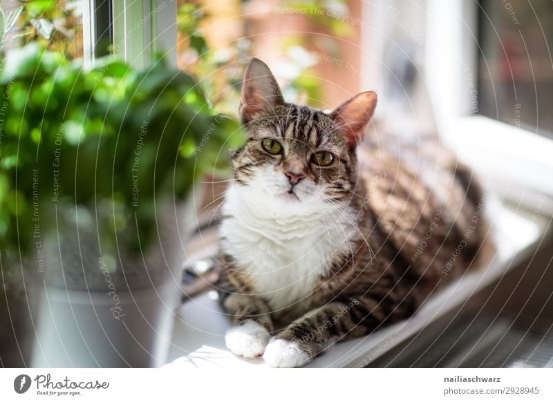 Cat at the window Tulip Window Animal Pet 1 Observe Relaxation To enjoy Looking Wait Beautiful Funny Curiosity Cute Soft Brown Green Happy Contentment