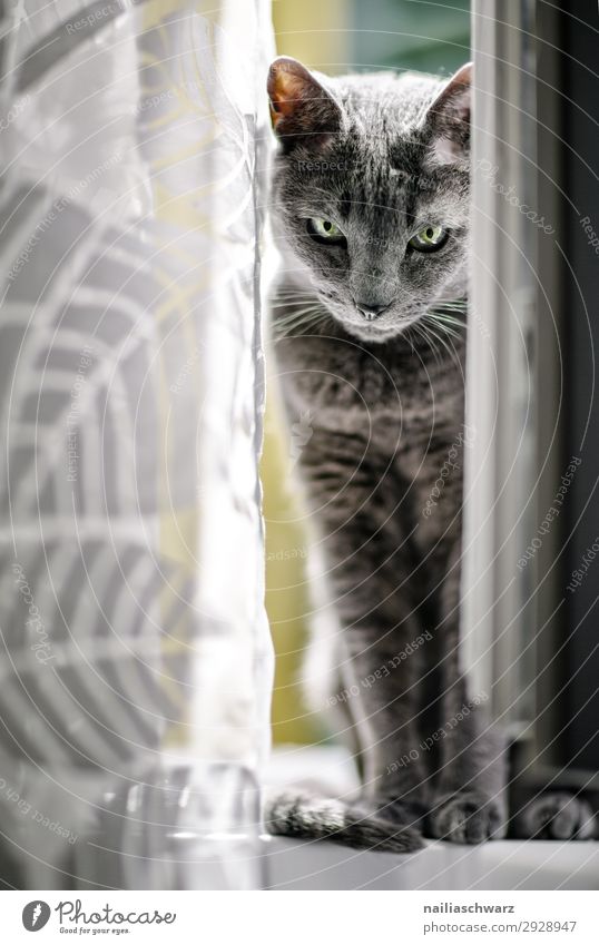 Cat at the window Elegant Flat (apartment) Window Animal Pet Pelt russian blue 1 Curtain Observe Looking Sit Wait Cool (slang) Cute Beautiful Blue Gray