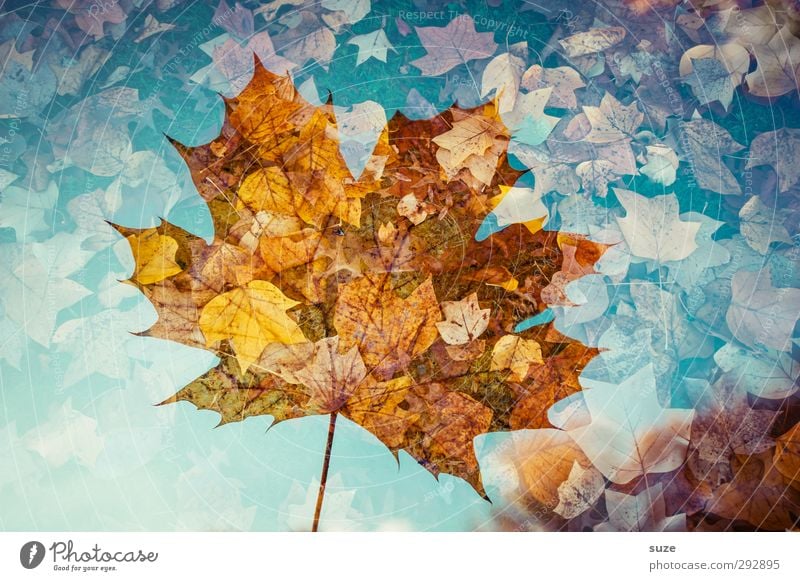 Translucent Environment Nature Plant Autumn Weather Beautiful weather Leaf Esthetic Exceptional Fantastic Sustainability Creativity Transience Autumn leaves