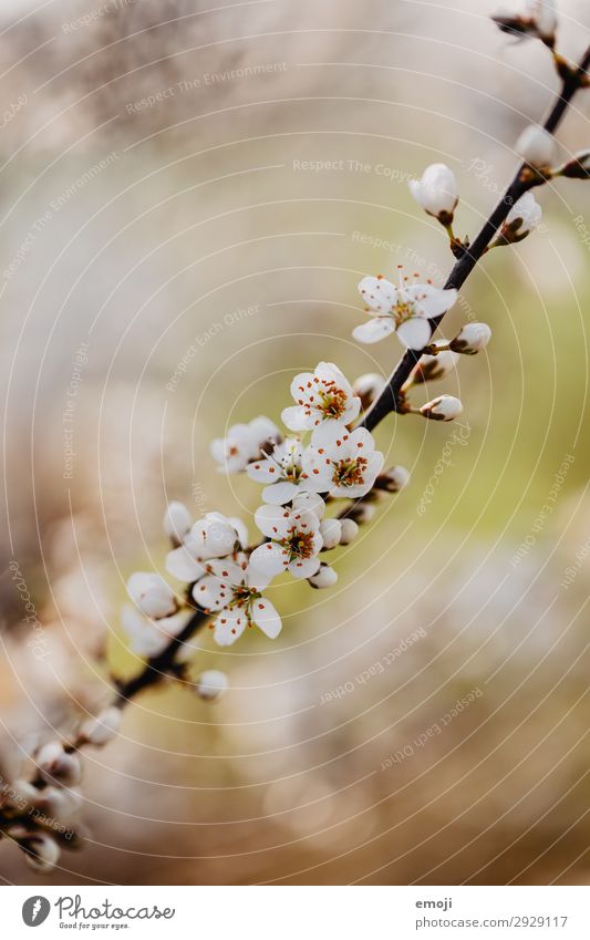 Pear tree blossoms Environment Nature Plant Spring Flower Blossom Bud Brown White Blossoming Colour photo Subdued colour Exterior shot Close-up Detail