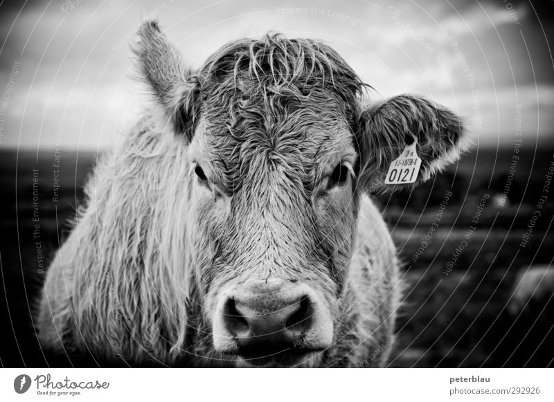 Cow into my eyes, baby. Animal 1 Fat Large Natural Looking Black & white photo Exterior shot Deserted Day Shallow depth of field Portrait photograph