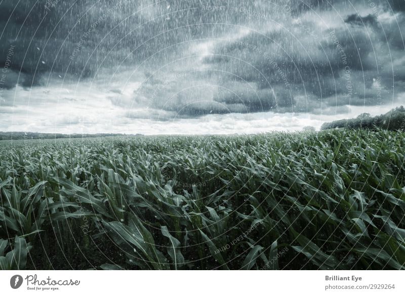 Storm in sight Nature Plant Storm clouds Horizon Summer Wind Gale Rain Agricultural crop Maize field Field Threat Creepy Cold Rebellious Moody Might Movement