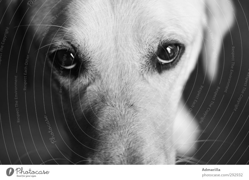 No dachshund glance Animal Pet Dog Animal face 1 Calm Black & white photo Interior shot Close-up Deserted Copy Space left Copy Space right Day Contrast
