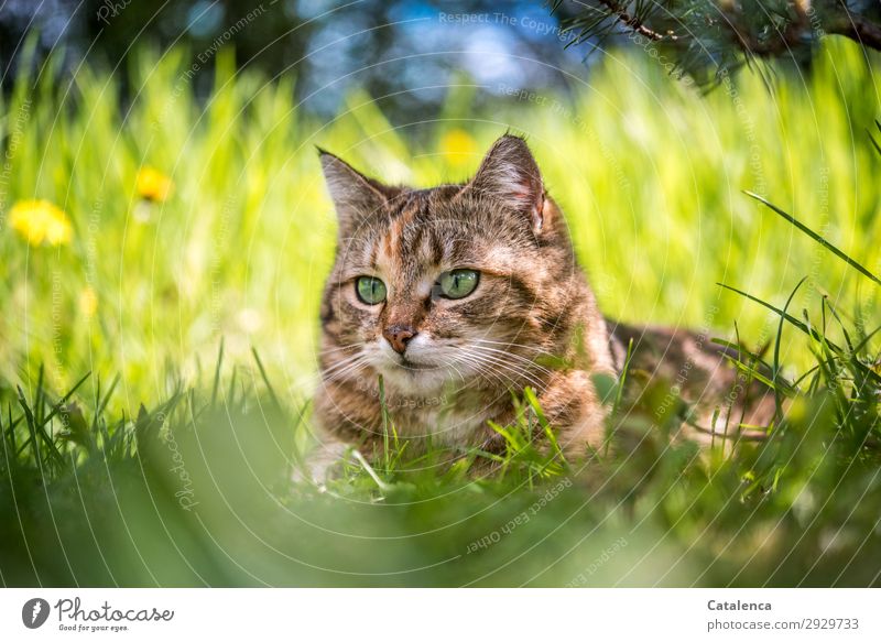 Outstanding cat head in high grass. Nature Plant Animal Sky Spring Beautiful weather Flower Grass Leaf Blossom Dandelion Garden Meadow Pet Cat 1 Observe Lie