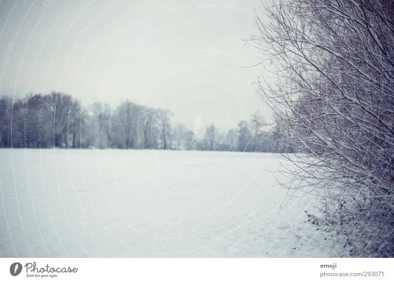 snoWhite Environment Nature Landscape Winter Snow Bushes Field Cold Blue Colour photo Subdued colour Exterior shot Deserted Copy Space left Day