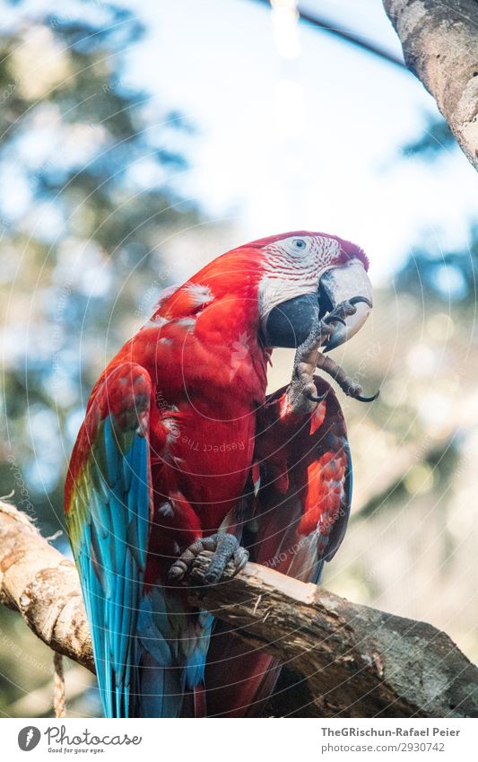 macaw Animal 1 Blue Green Red White Parrots Macaw Eyes Wing Feather Claw Cleaning Fly Esthetic Smart Colour photo Exterior shot Copy Space top Day